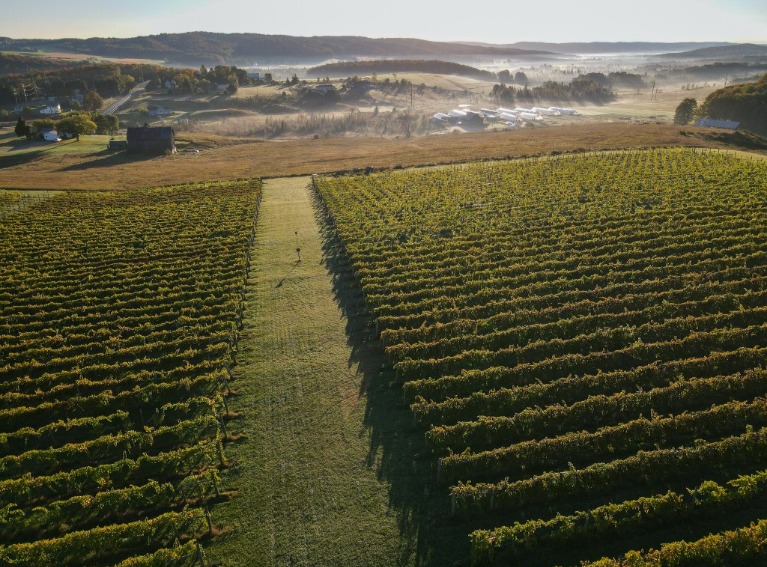 Drone photo looking down on the vineyard.